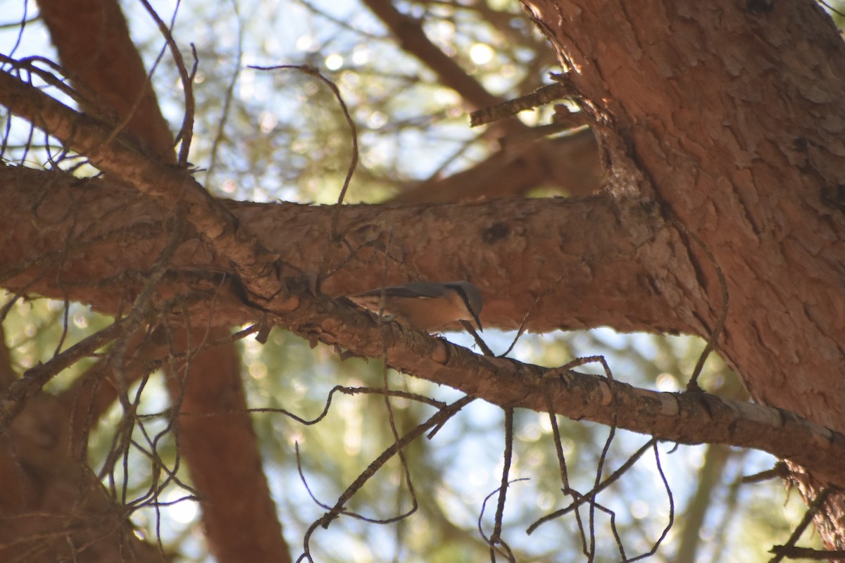 Garrapo eurasiarra - ML645741837