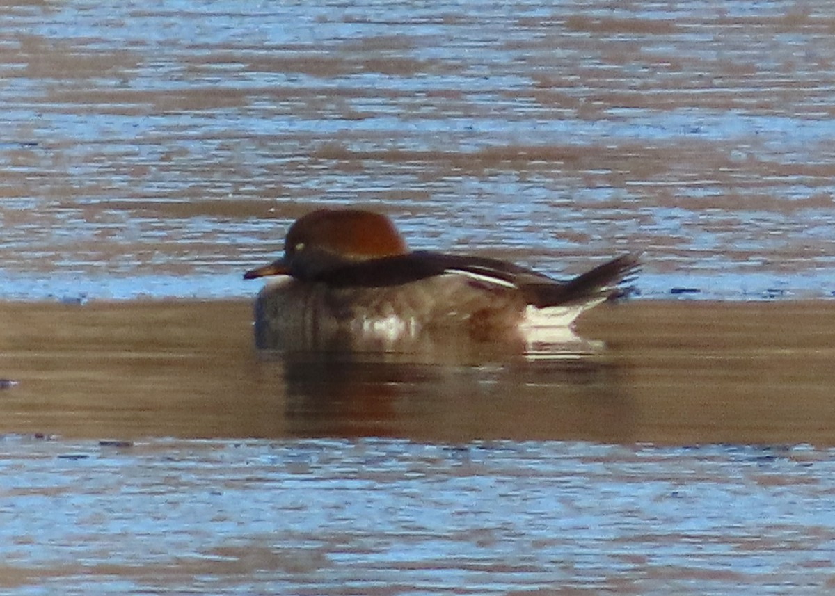 Hooded Merganser - ML645741844