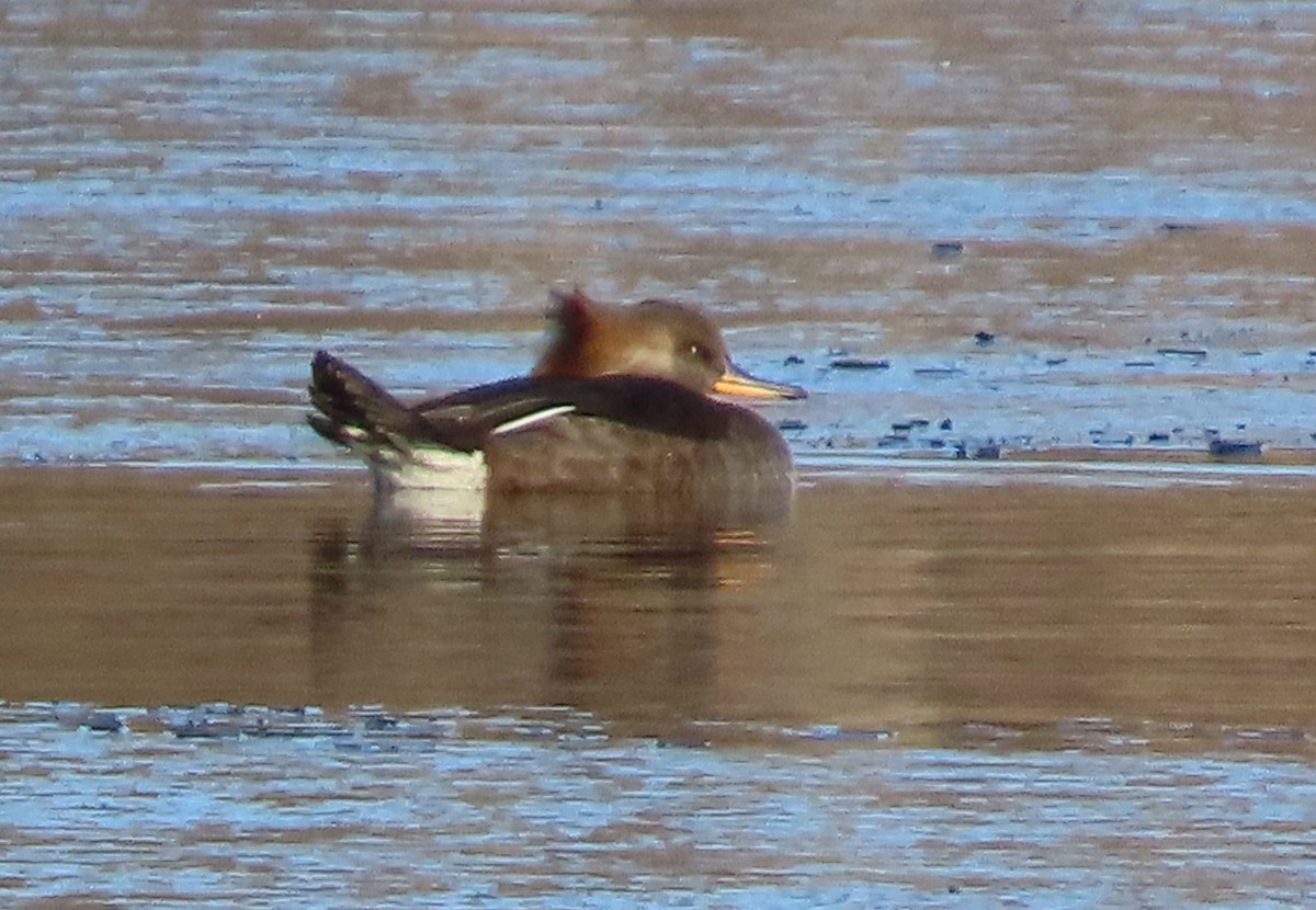 Hooded Merganser - ML645741850
