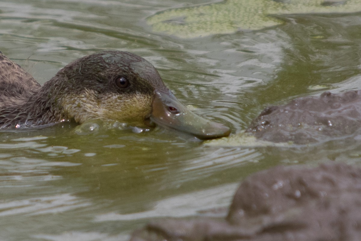 White-cheeked Pintail - ML645741866