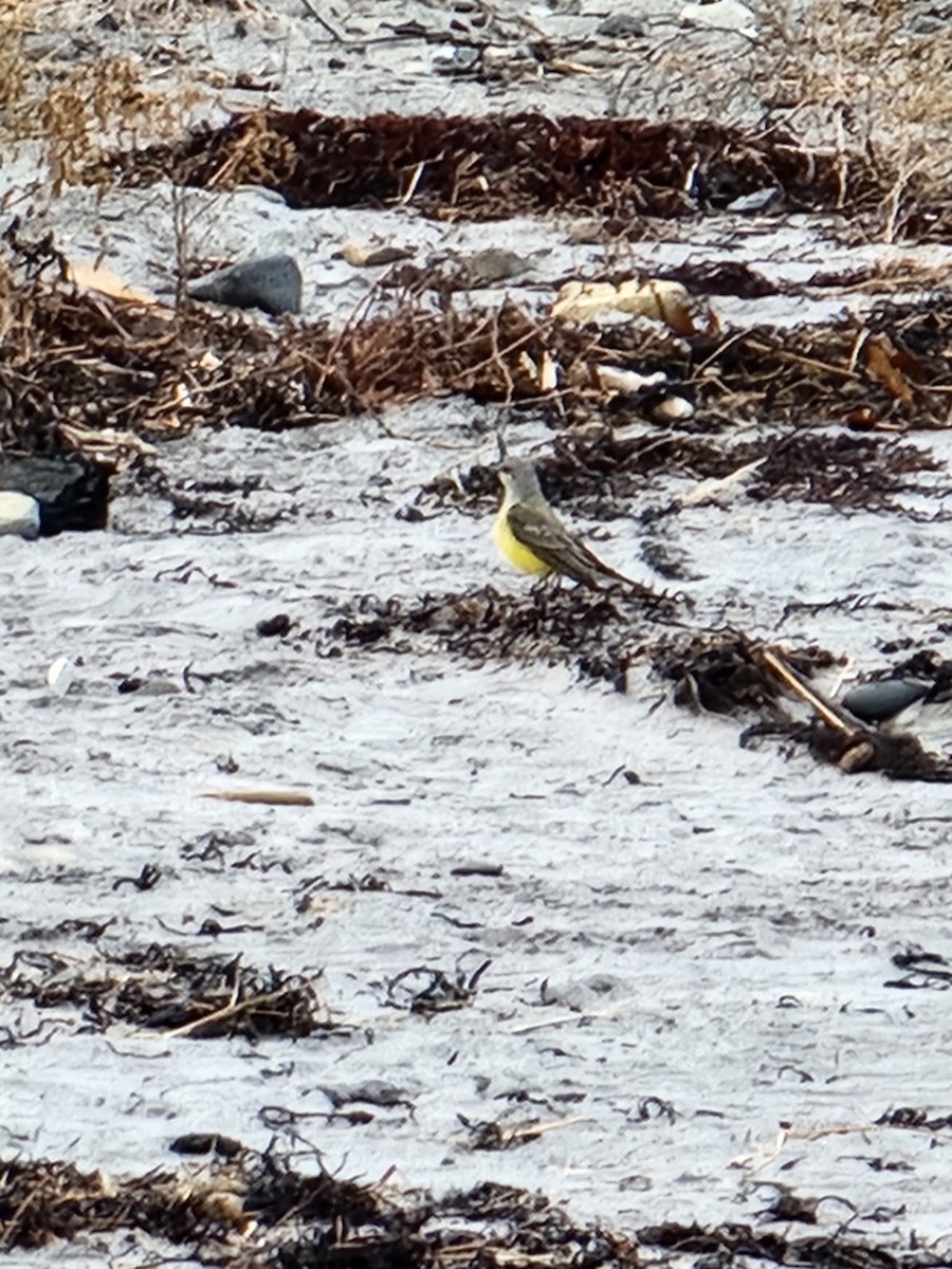 Western Kingbird - ML645741867