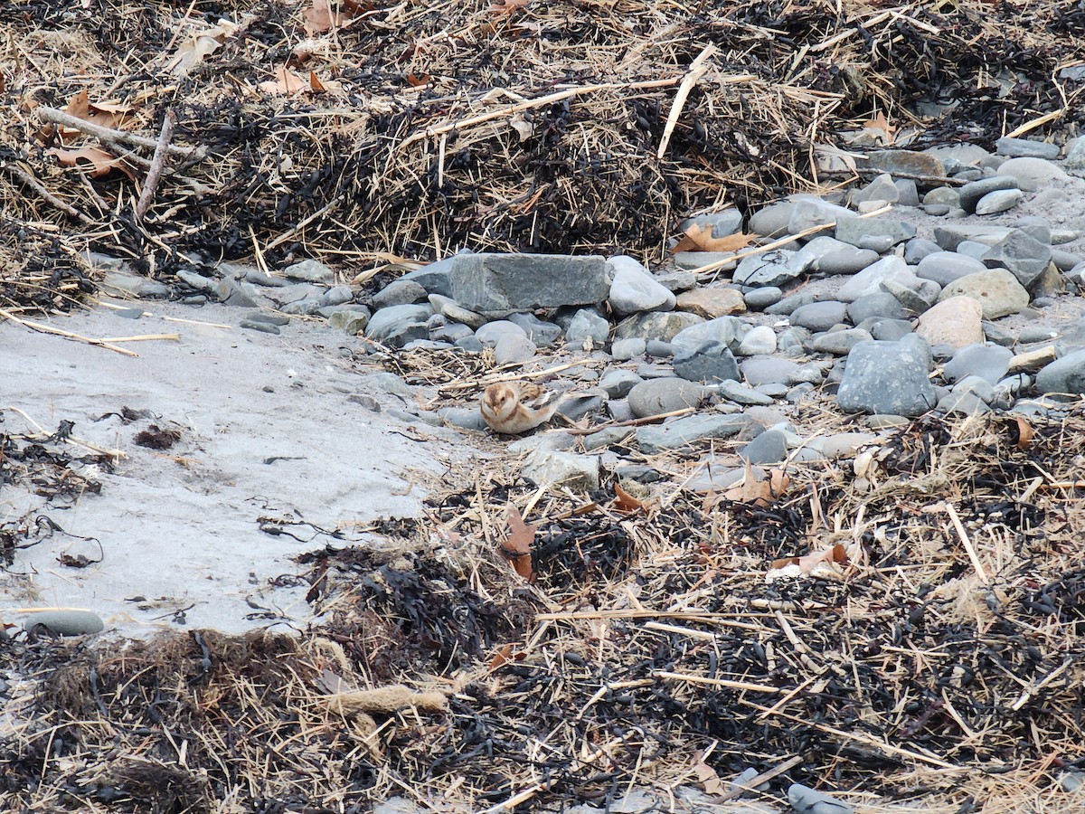Snow Bunting - ML645741874