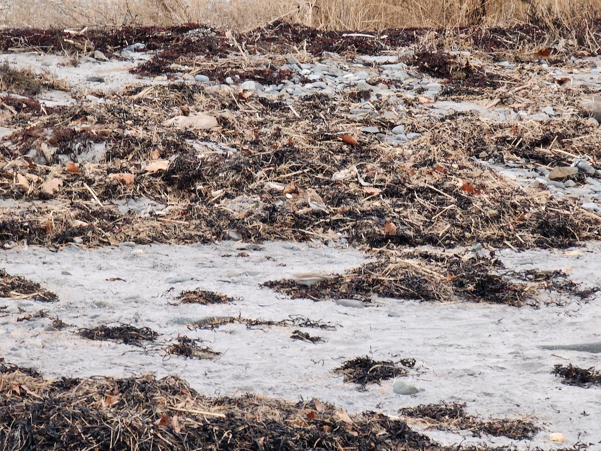 Snow Bunting - ML645741875