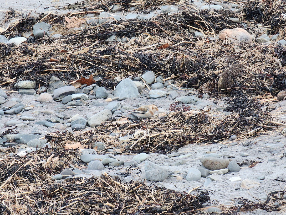 Snow Bunting - ML645741876