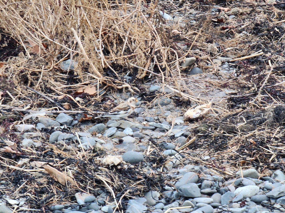 Snow Bunting - ML645741877