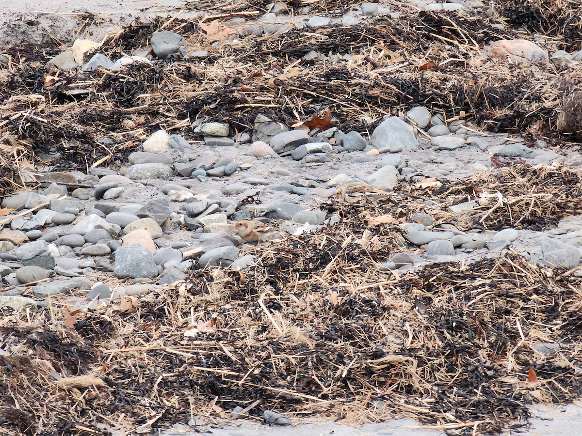 Snow Bunting - ML645741878