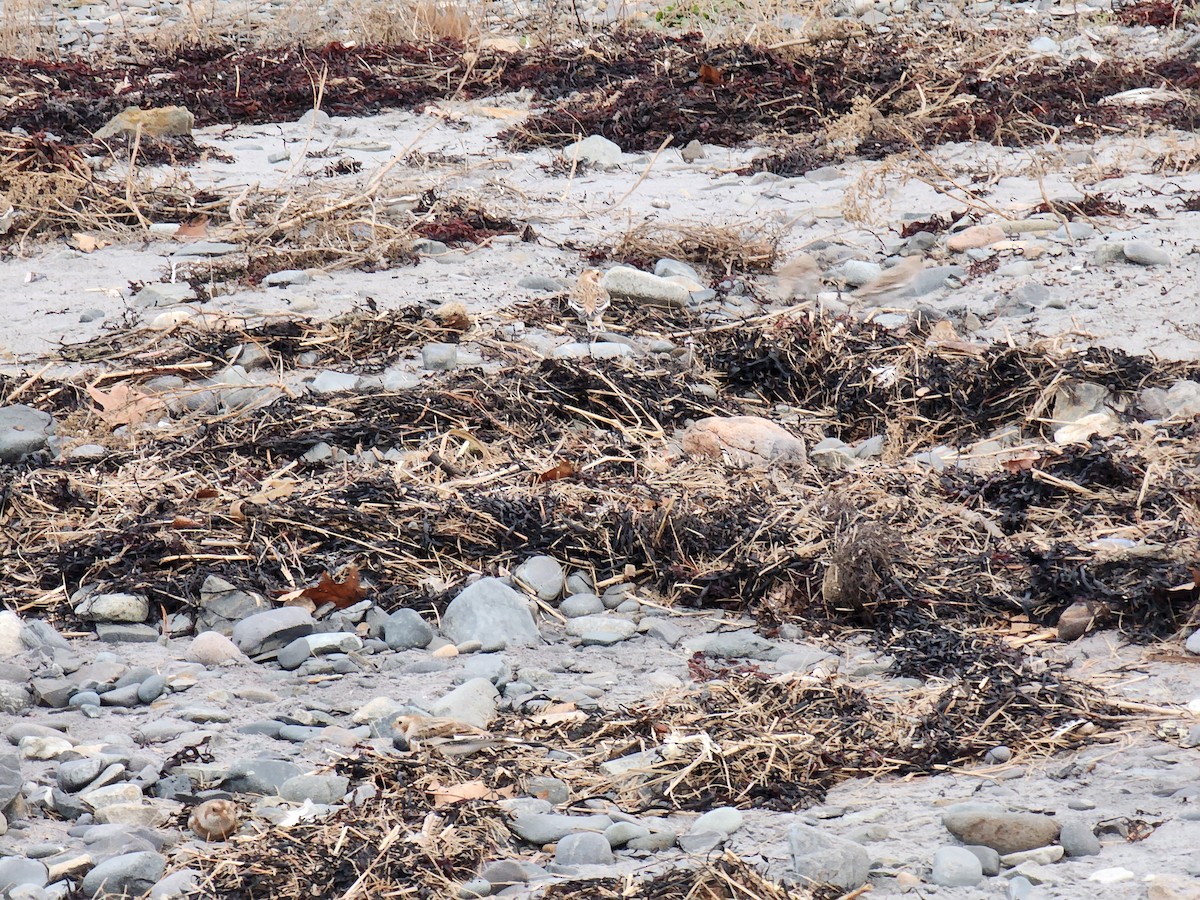 Snow Bunting - ML645741879