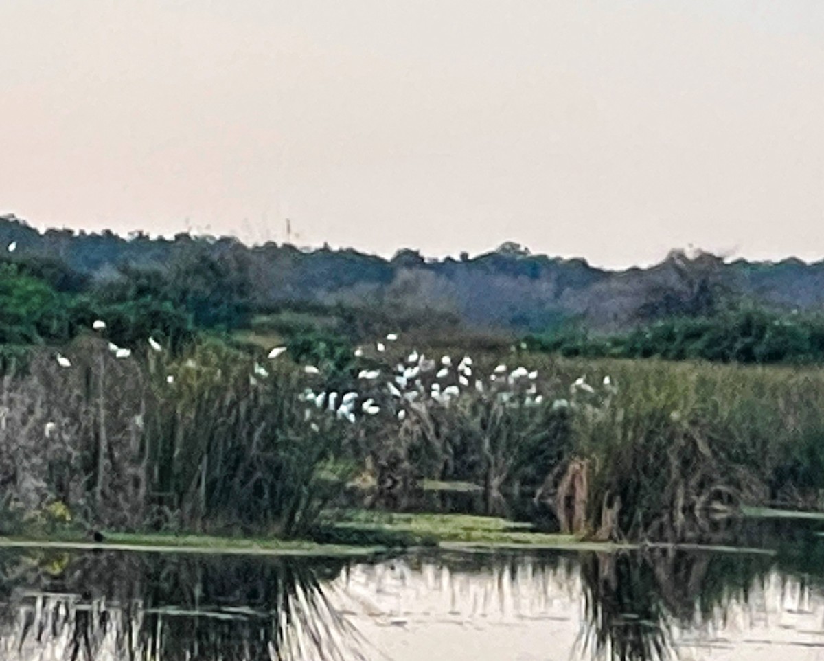 white egret sp. - ML645741887