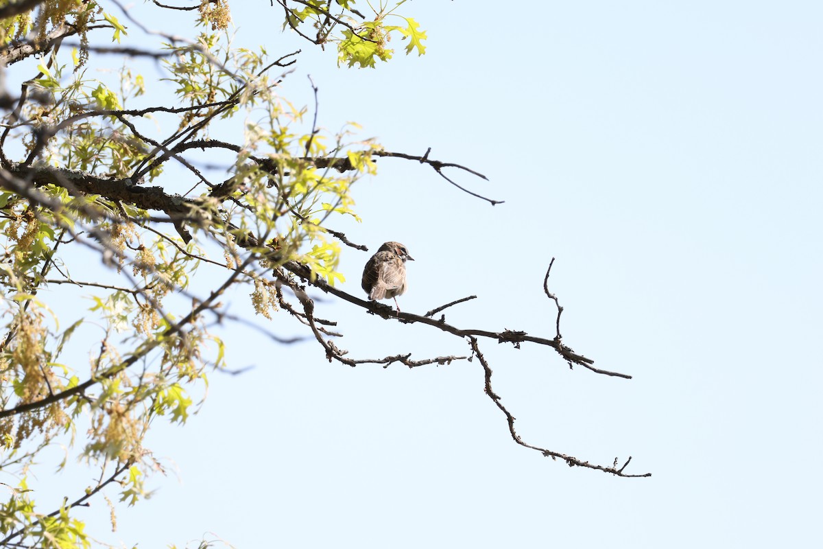 Lark Sparrow - ML645741901