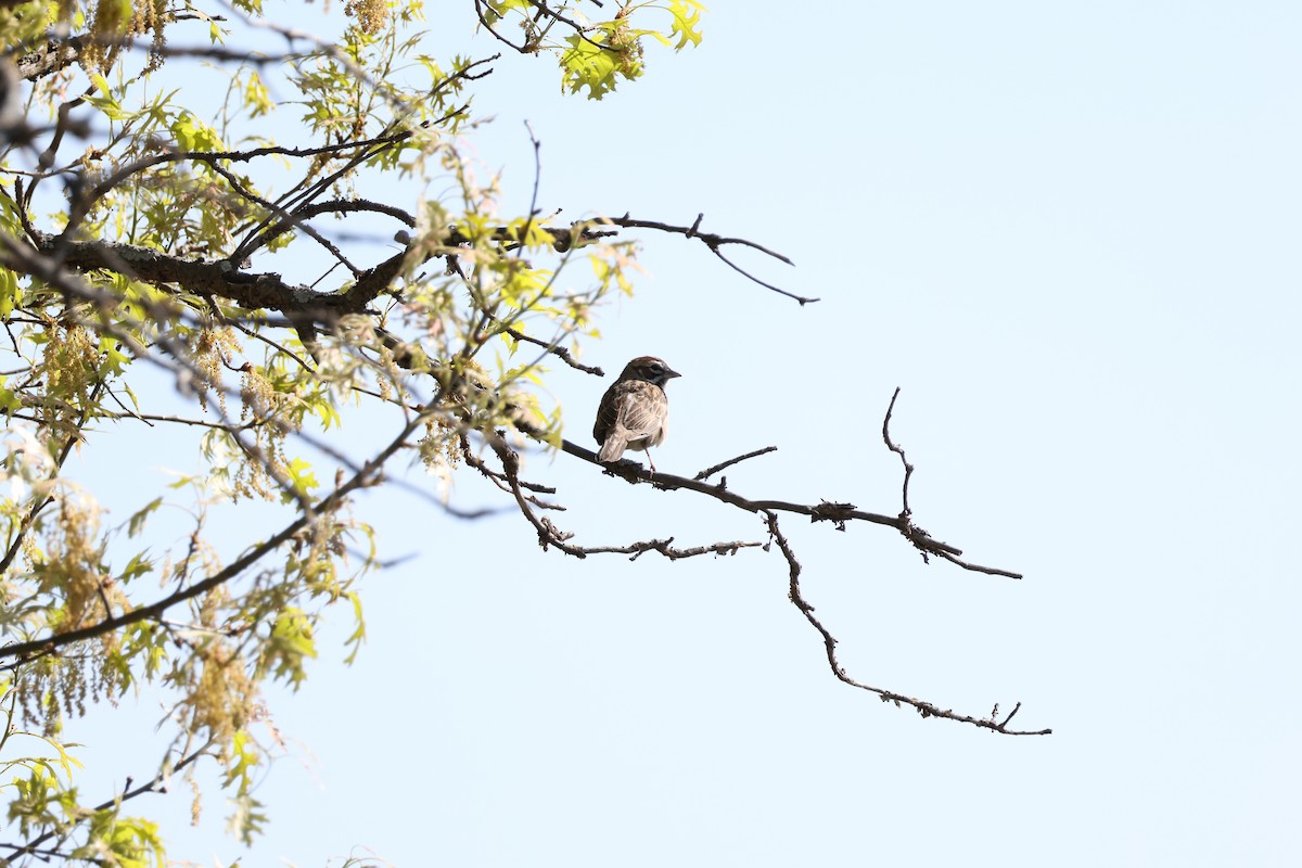 Lark Sparrow - ML645741902