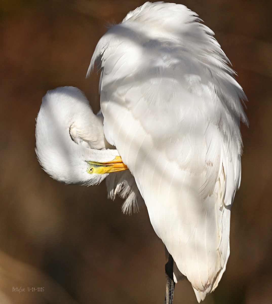 volavka bílá - ML645741907