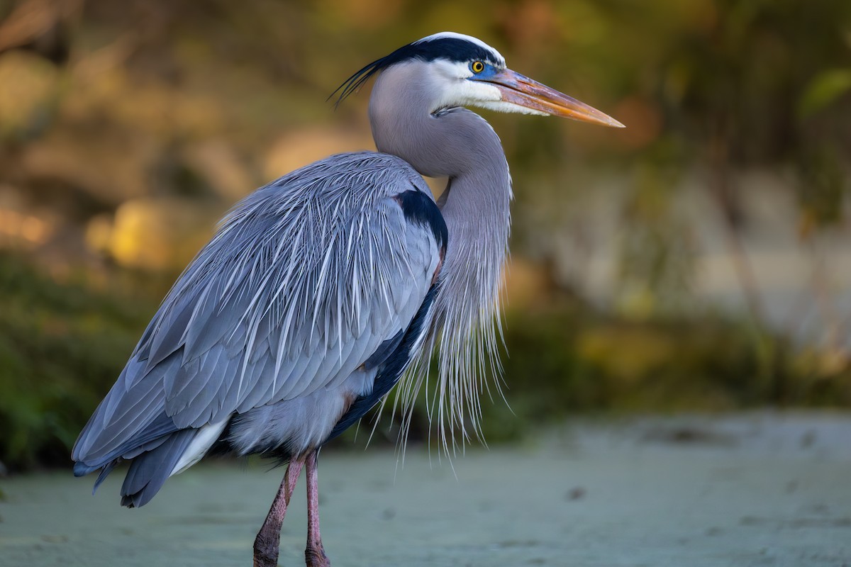 Great Blue Heron - ML645741918