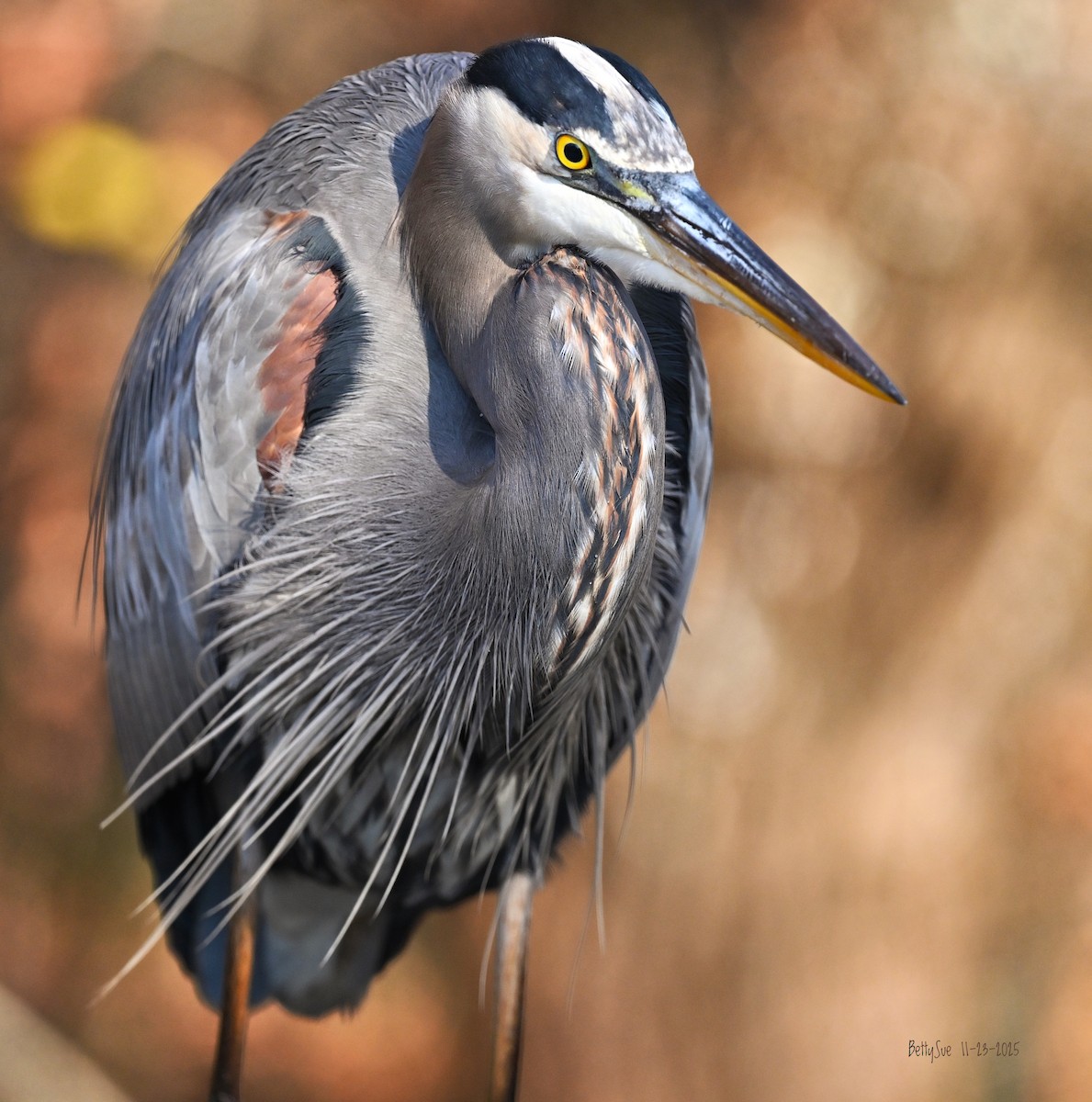 volavka velká - ML645741931