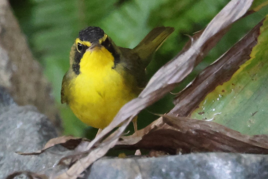 Kentucky Warbler - ML645741951