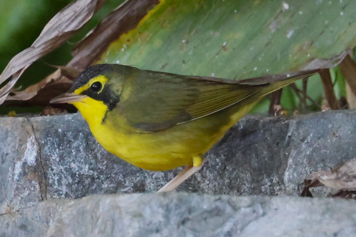 Kentucky Warbler - ML645741952