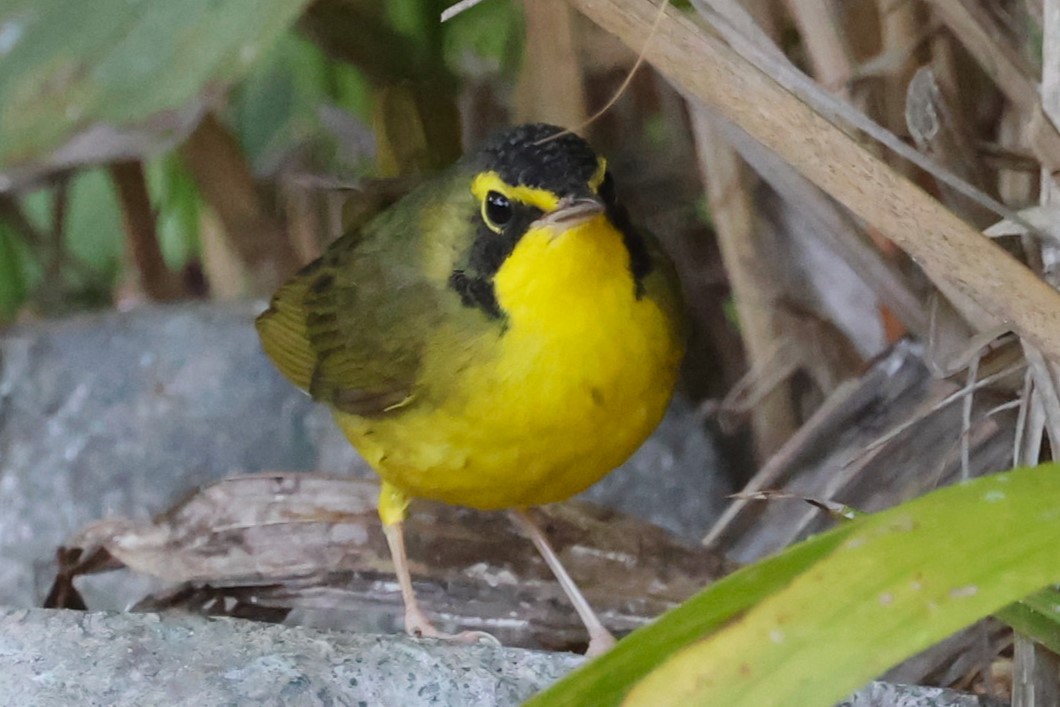 Kentucky Warbler - ML645741953