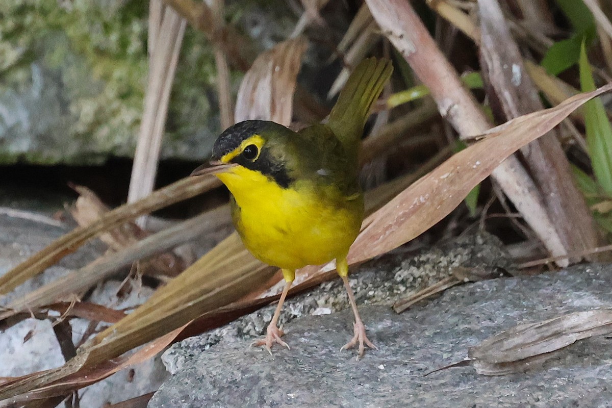 Kentucky Warbler - ML645741956