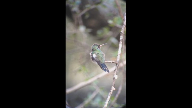 Broad-billed Hummingbird - ML645741957