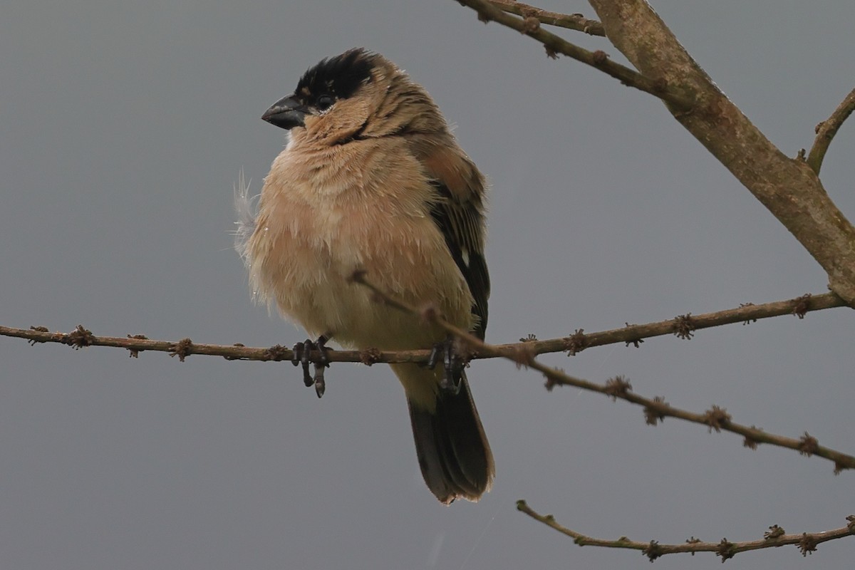 Жемчужный просяночник - ML645741959