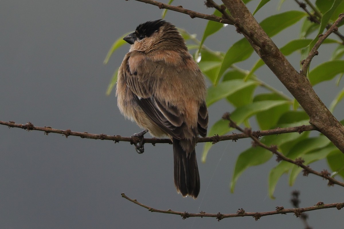 Жемчужный просяночник - ML645741960