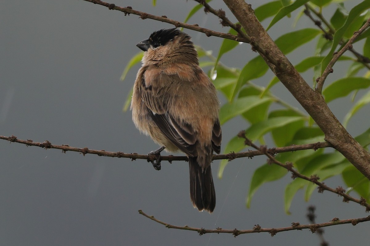 Жемчужный просяночник - ML645741961