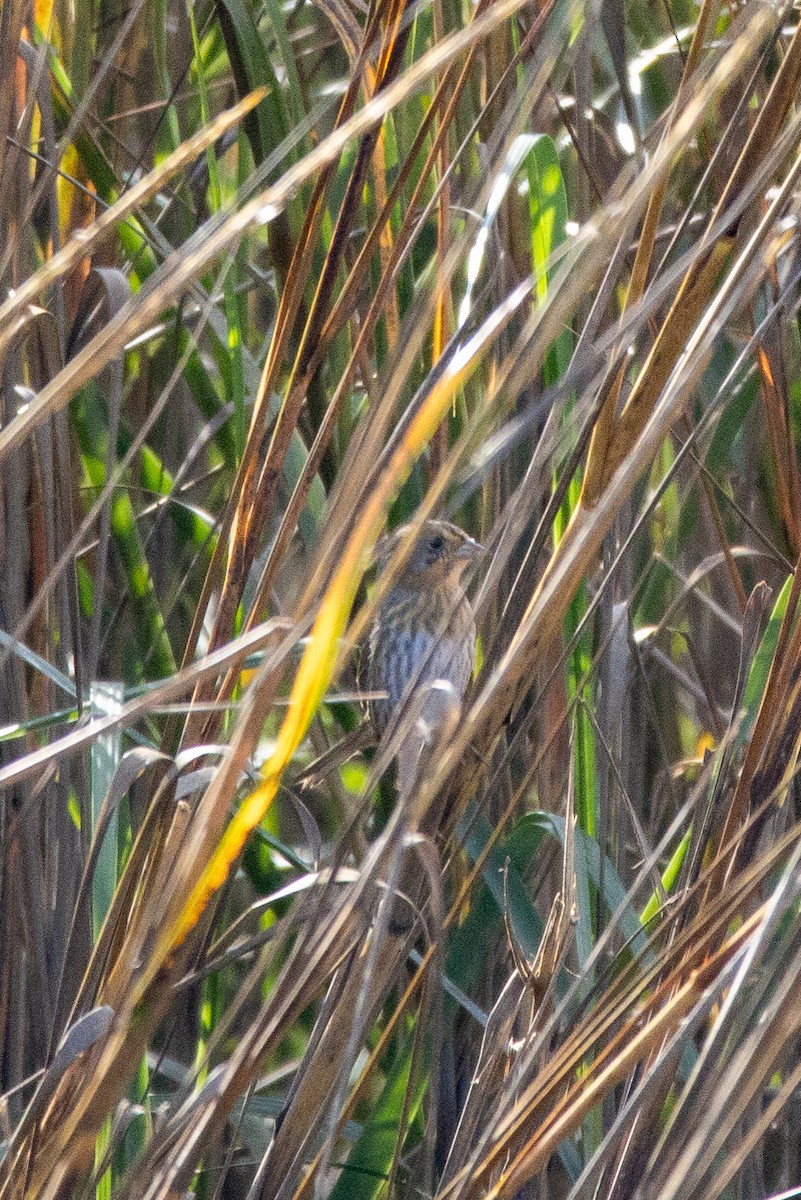 Nelson's Sparrow - ML645741969