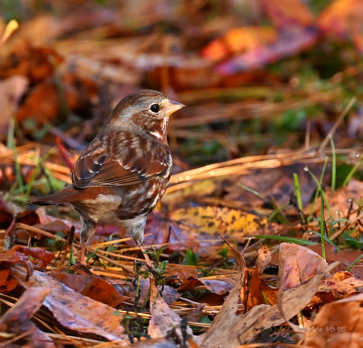 Fox Sparrow - ML645741975