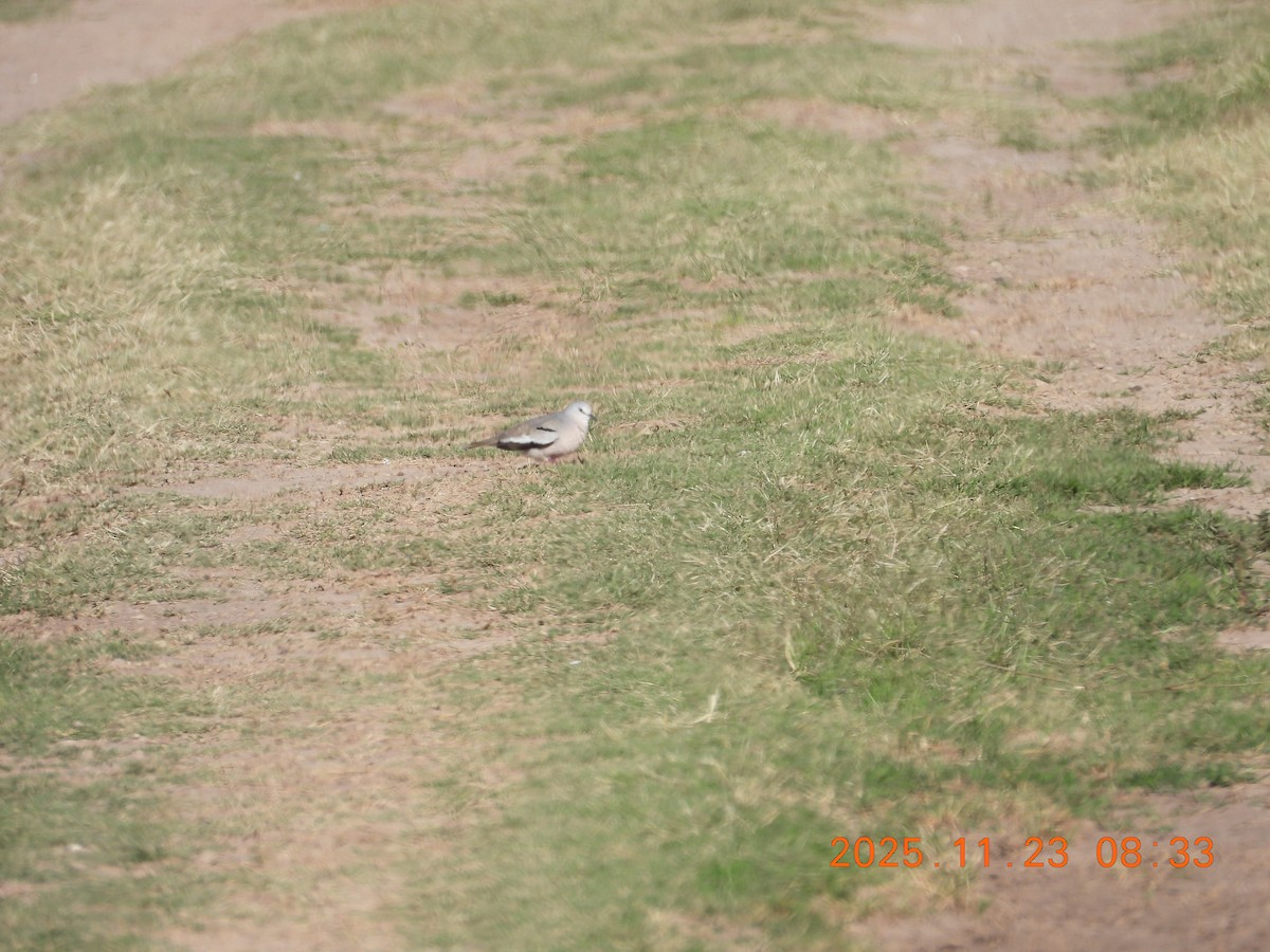 Picui Ground Dove - ML645741979