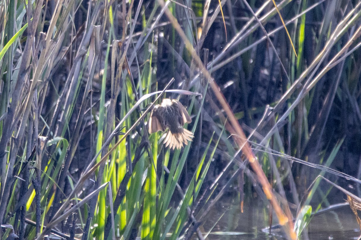 Nelson's Sparrow - ML645741980