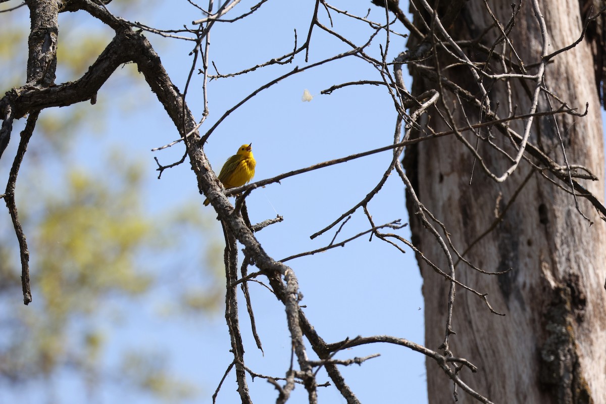 Northern Yellow Warbler - ML645741982