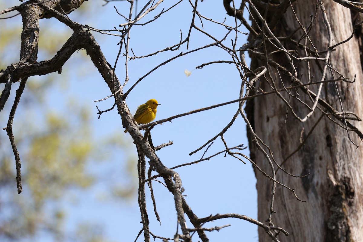 Northern Yellow Warbler - ML645741984