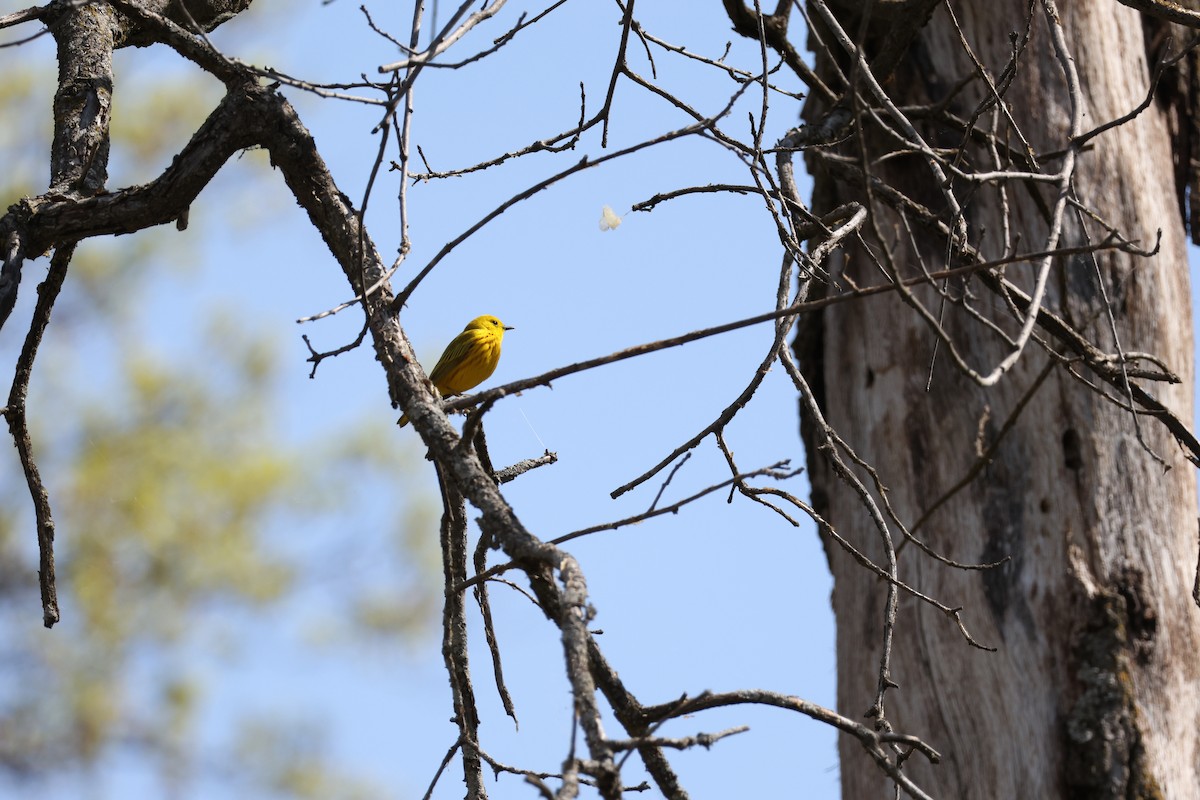 Northern Yellow Warbler - ML645741985