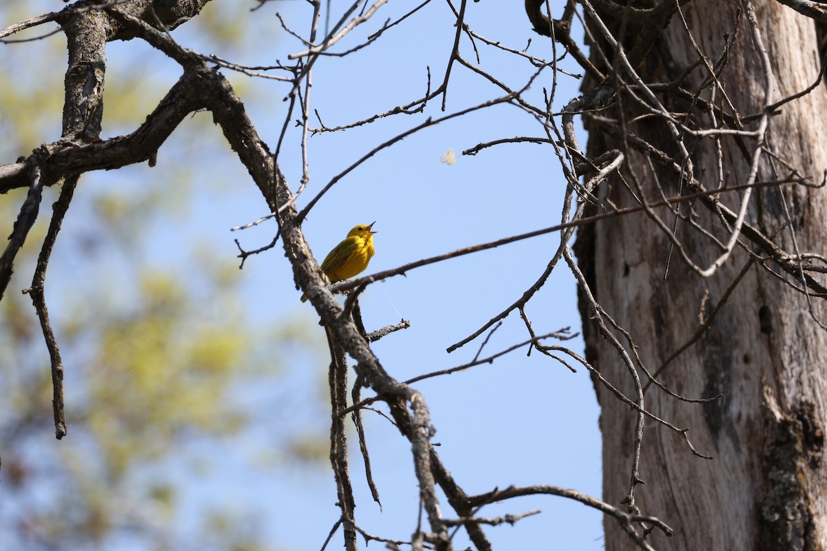 Northern Yellow Warbler - ML645741986