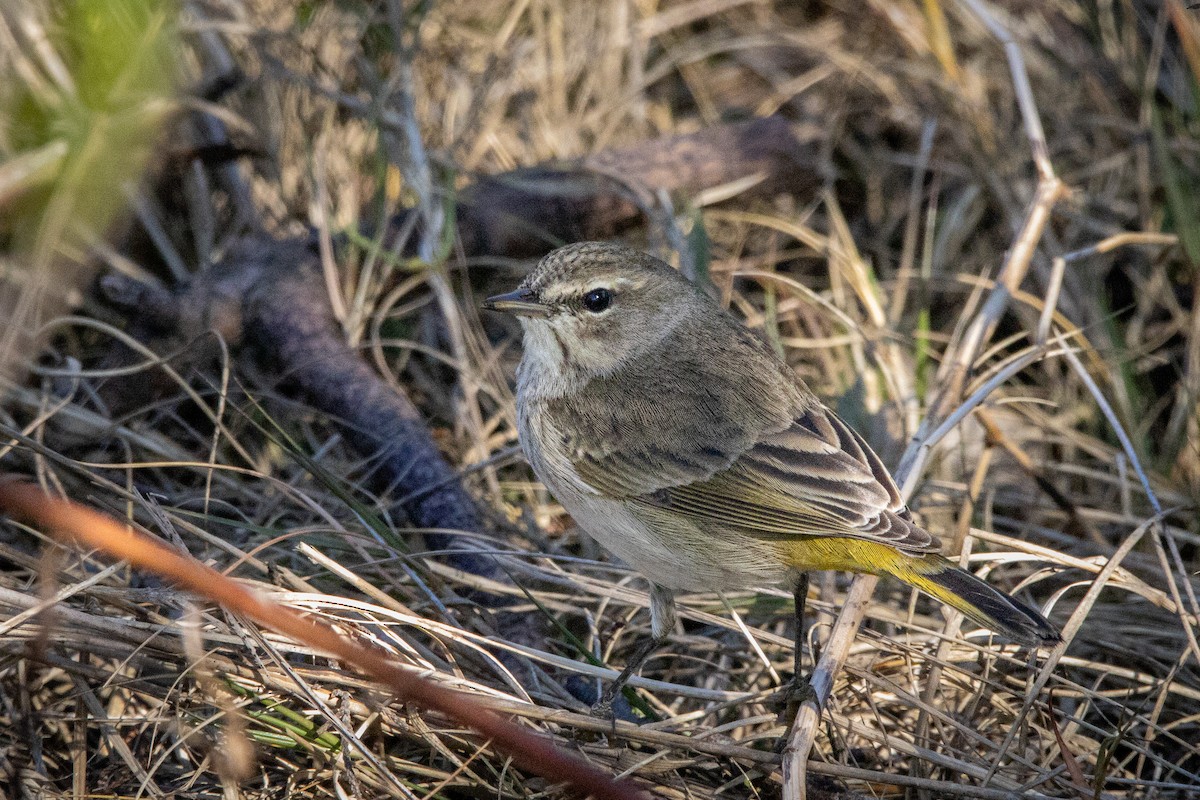 Palm Warbler - ML645741989