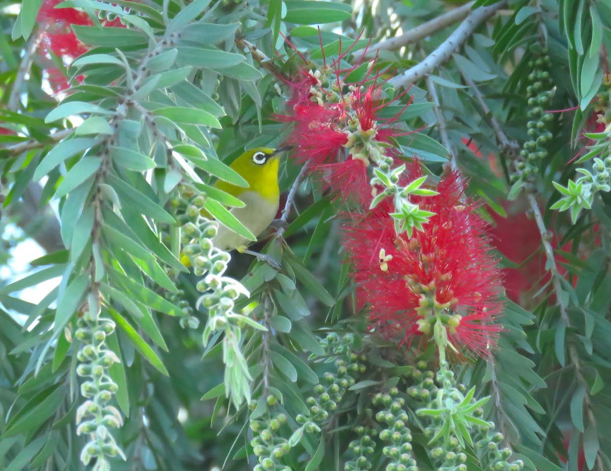 Bengal Gözlükçüsü - ML645741993