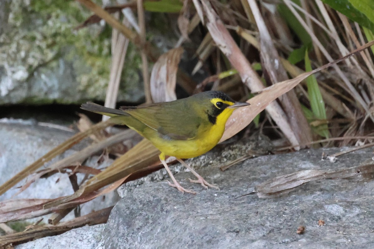 Kentucky Warbler - ML645741994