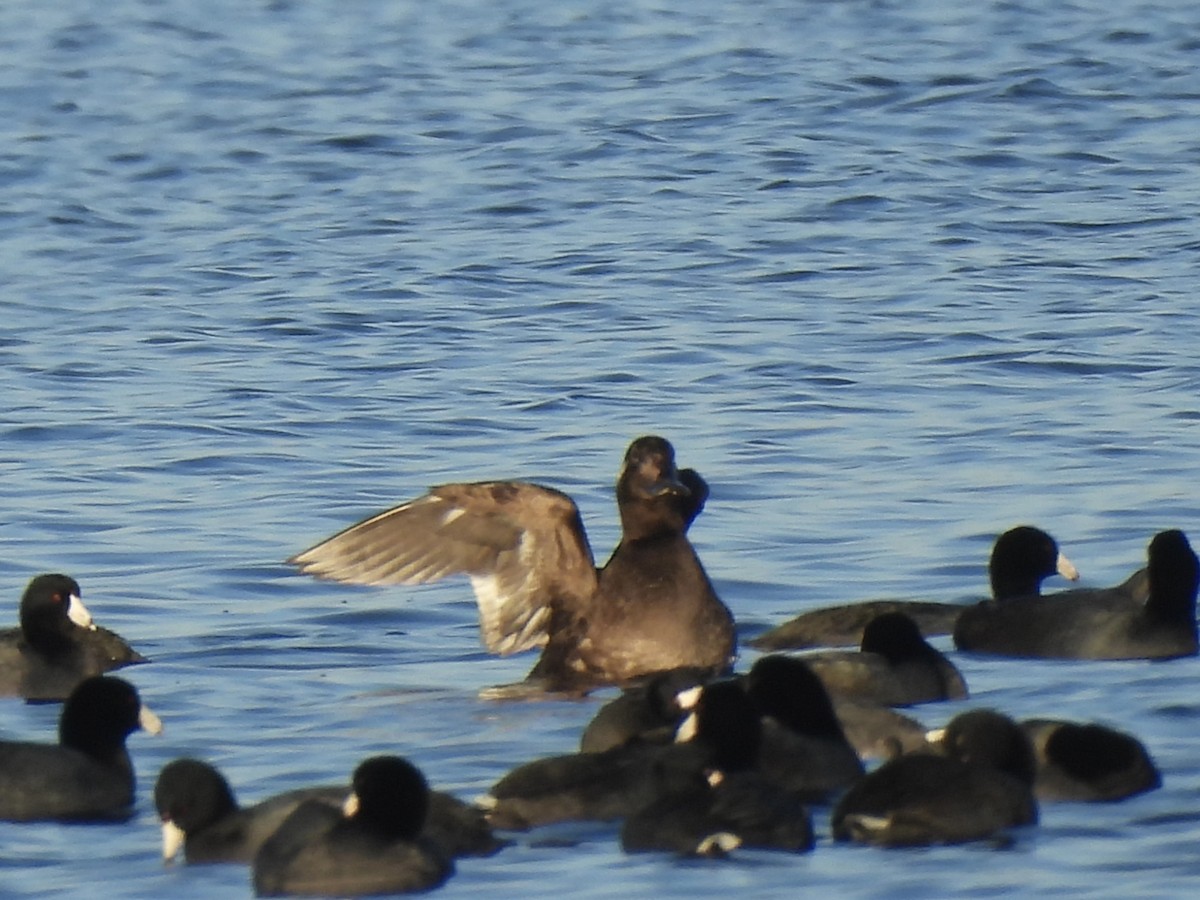 White-winged Scoter - ML645742000