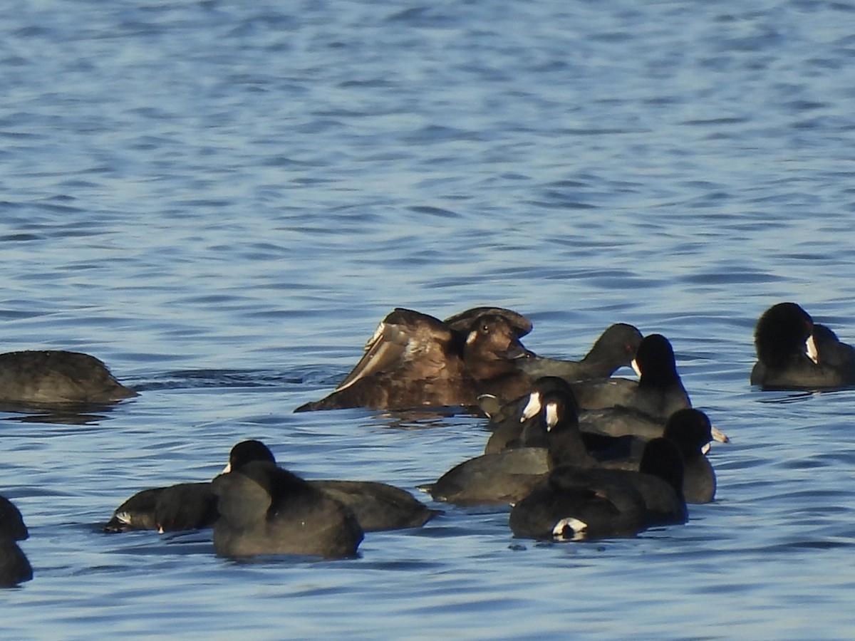 White-winged Scoter - ML645742001