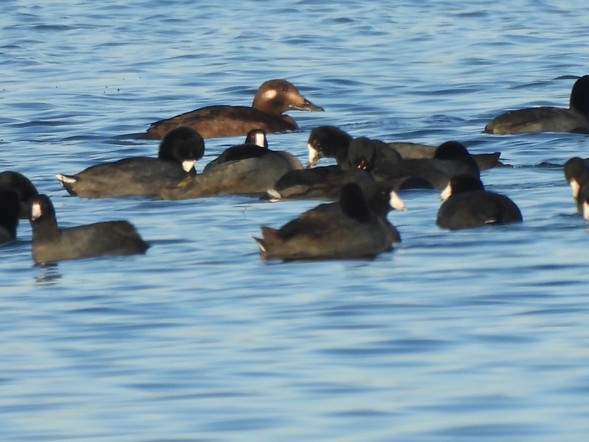 White-winged Scoter - ML645742002