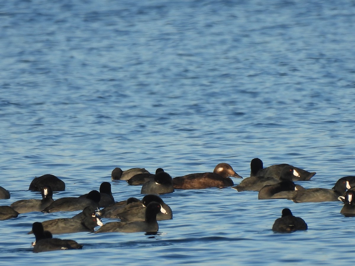 White-winged Scoter - ML645742003