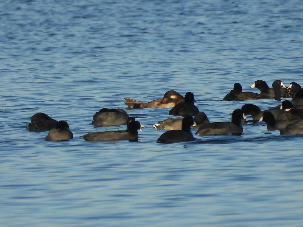 White-winged Scoter - ML645742004