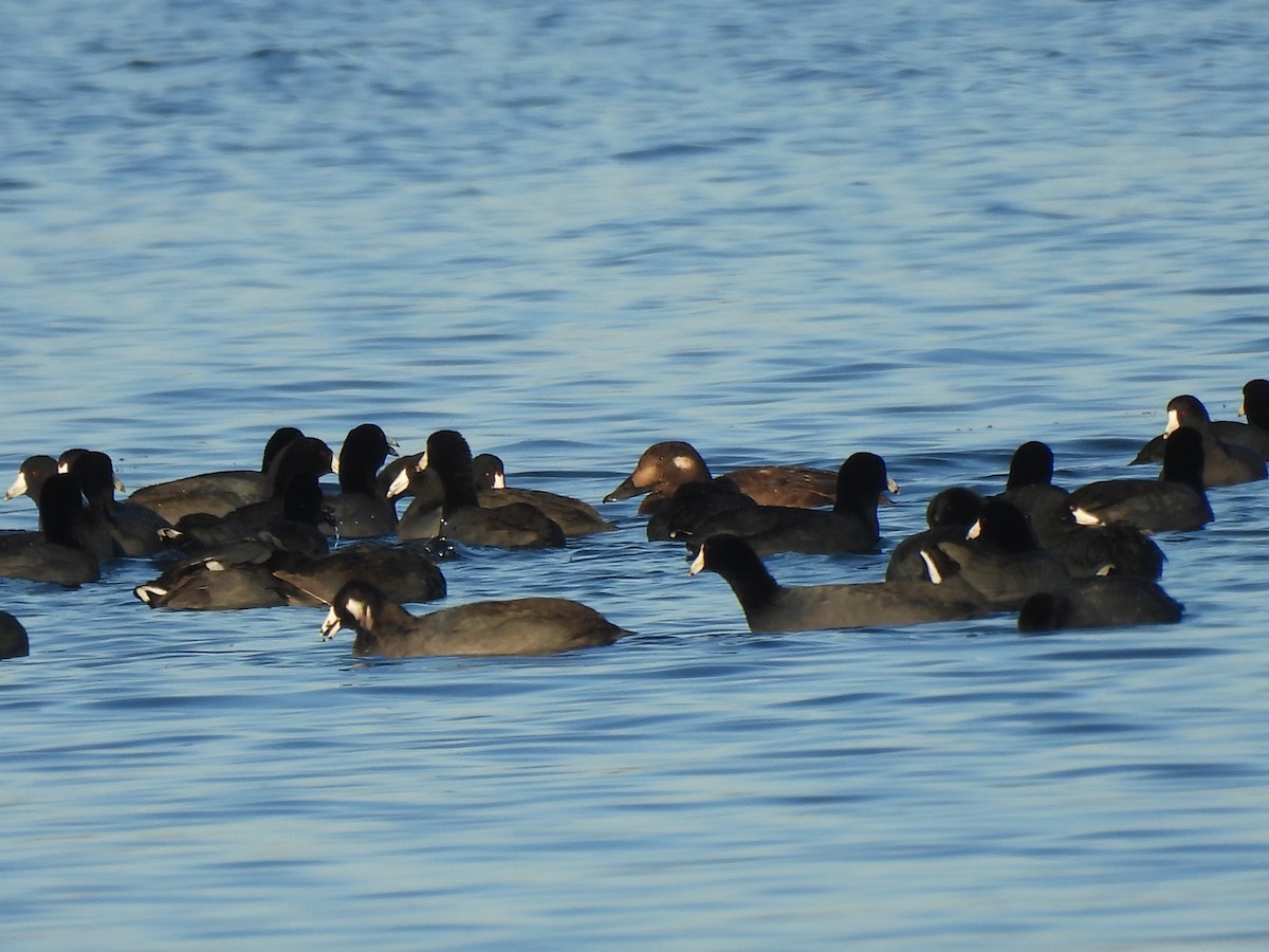 White-winged Scoter - ML645742005