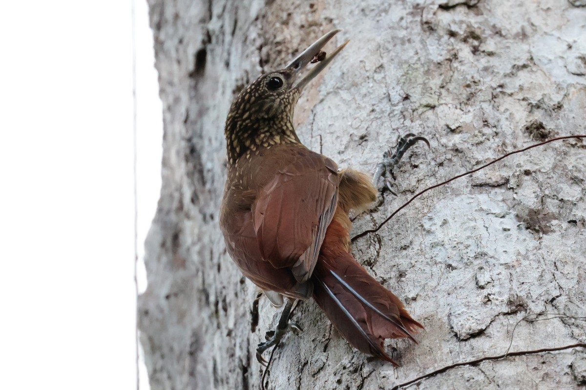 Buff-throated Woodcreeper - ML645742006