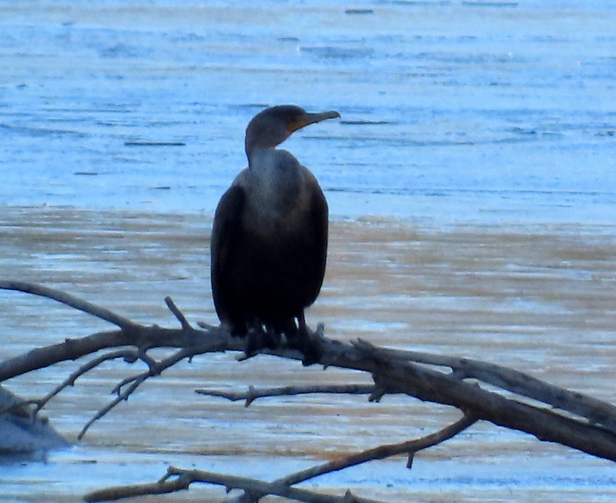 Double-crested Cormorant - ML645742027