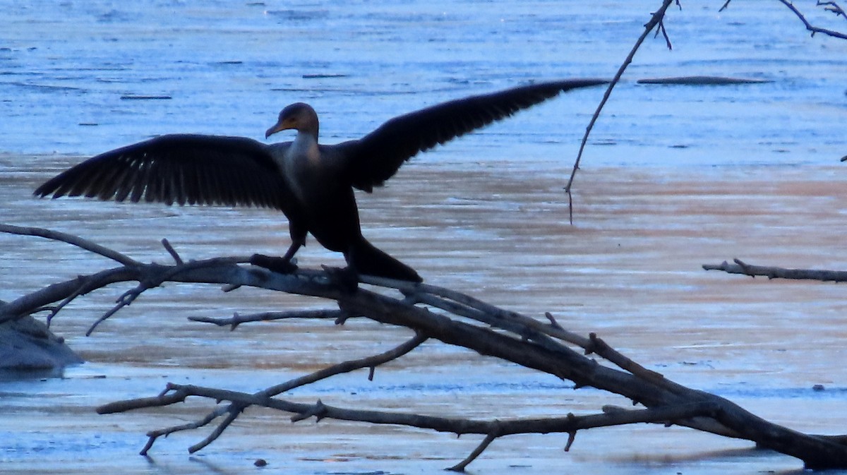 Double-crested Cormorant - ML645742030