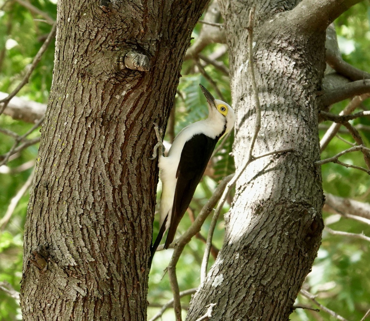 White Woodpecker - ML645742031