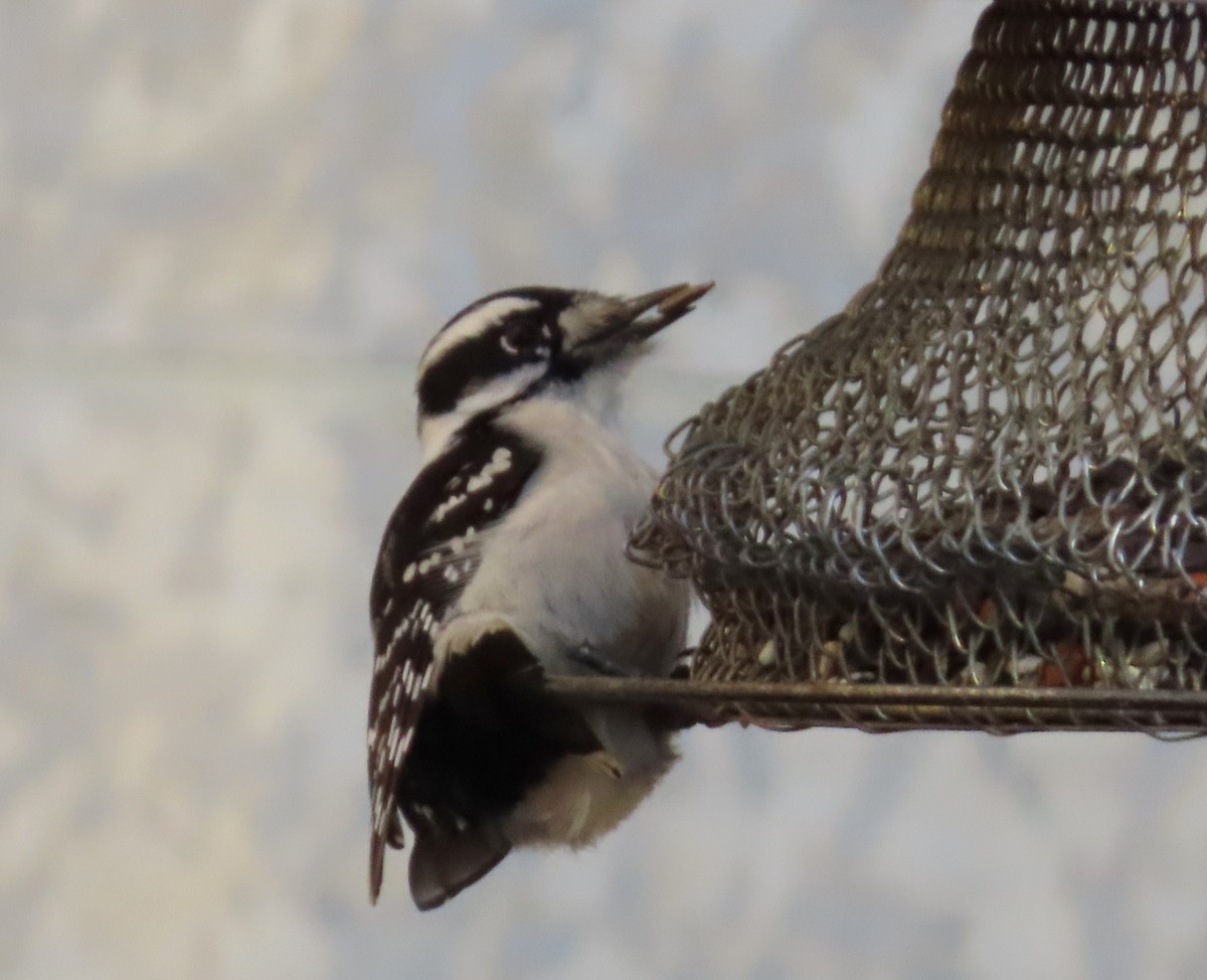 Downy Woodpecker - ML645742035