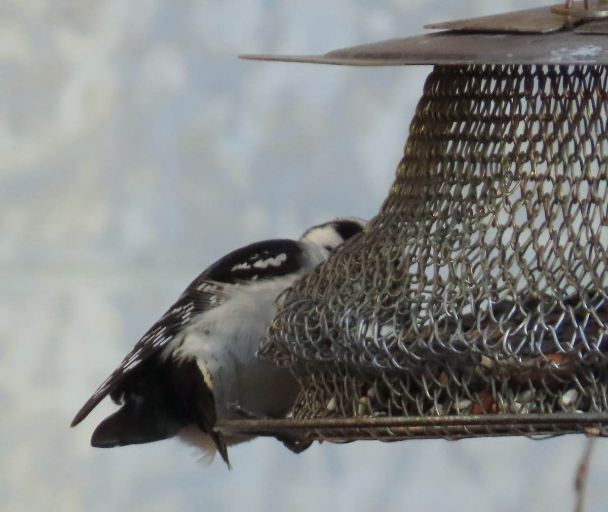 Downy Woodpecker - ML645742036