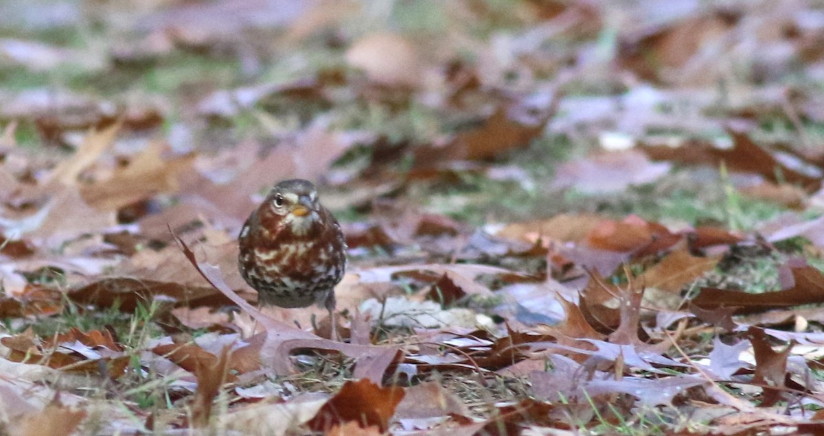 Fox Sparrow - ML645742040