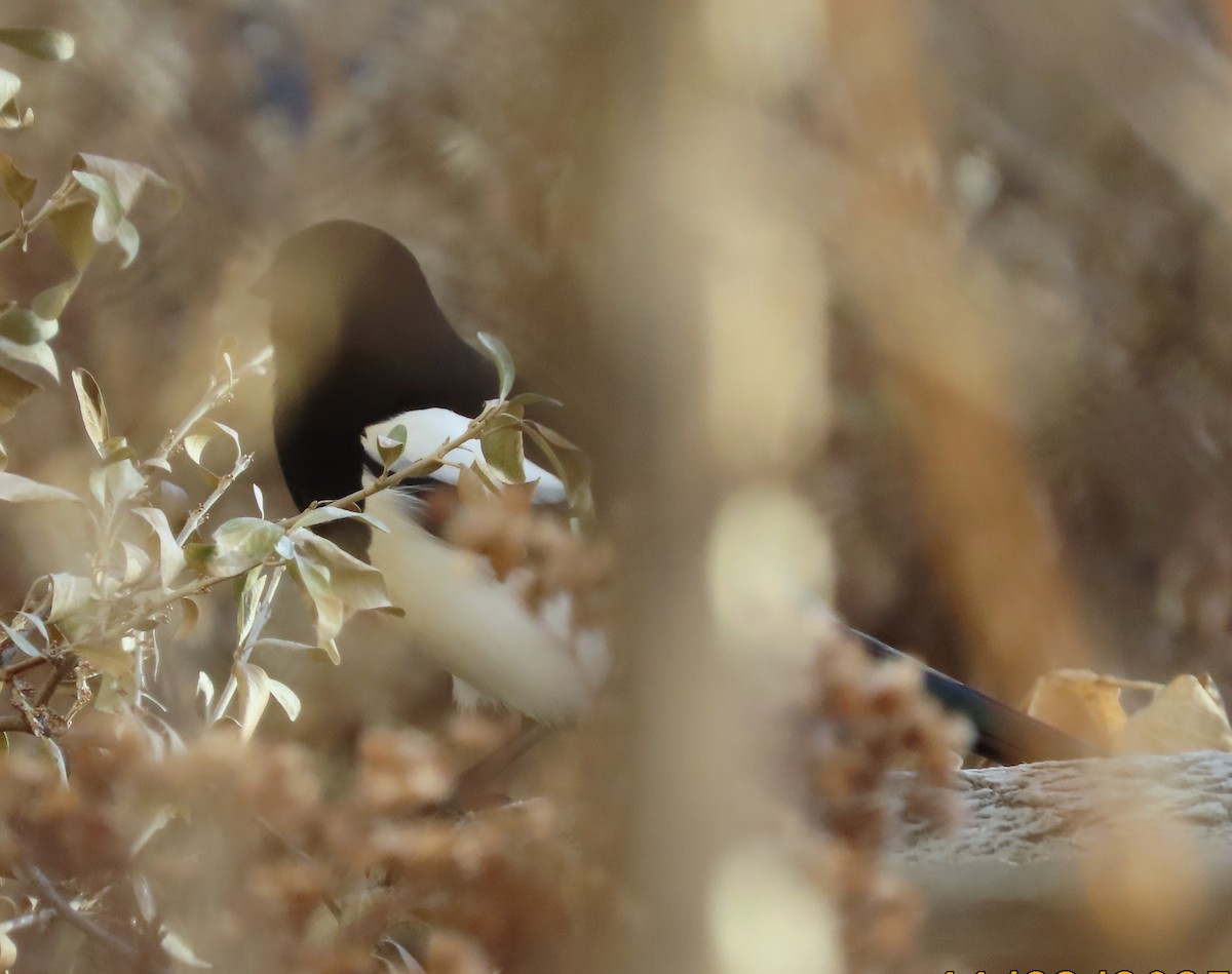 Black-billed Magpie - ML645742042